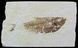 Bargain, Diplomystus Fossil Fish - Wyoming #51800-1